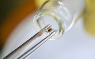 Прививка от клещевого энцефалита побочные эффекты у детей