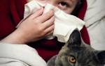Может ли у ребенка быть аллергия на кошку