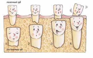 Коренные зубы растут вторым рядом за молочными