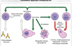 Роль лимфоцитов в организме человека