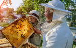 Бывает ли у детей аллергия на мед
