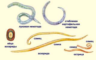 Разновидности гельминтов, в каких органах они паразитируют